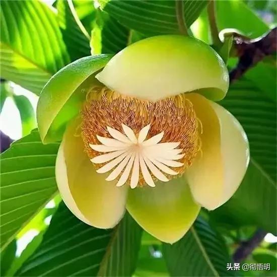 十种稀有长寿花,80个长寿花品种全都美极了