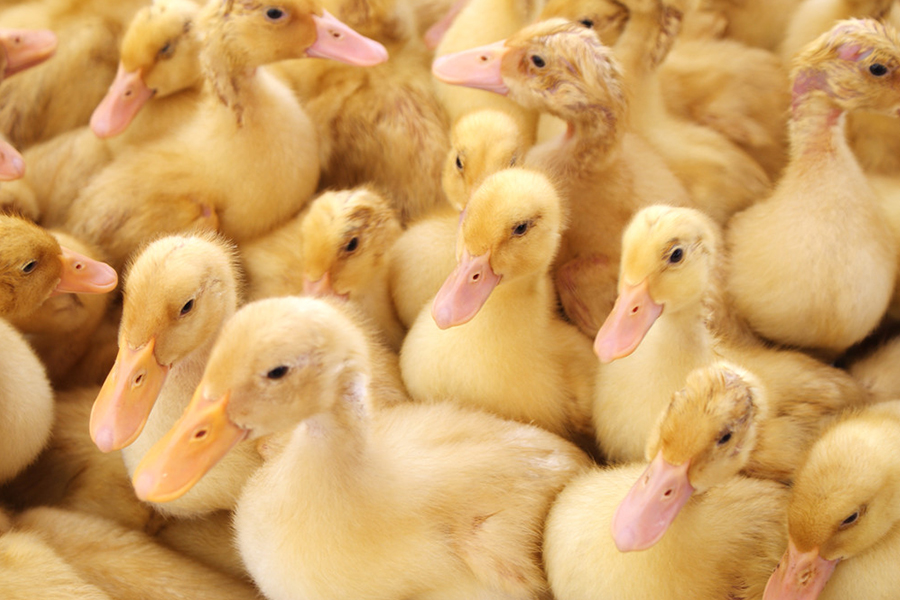 蛋鸭初期如何增加营养,蛋鸭饲料最少的养法