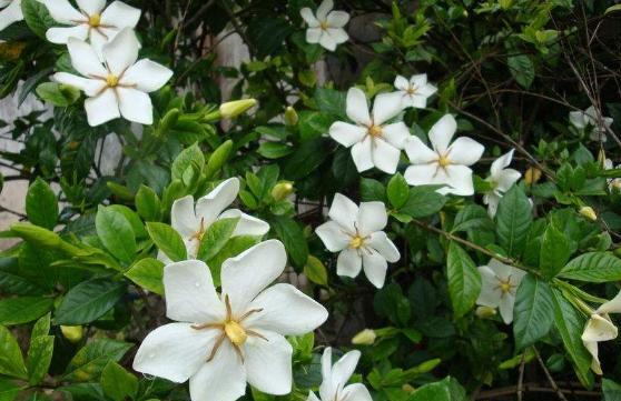 详解栀子花黄叶补救小妙招,栀子花黄叶正确处理