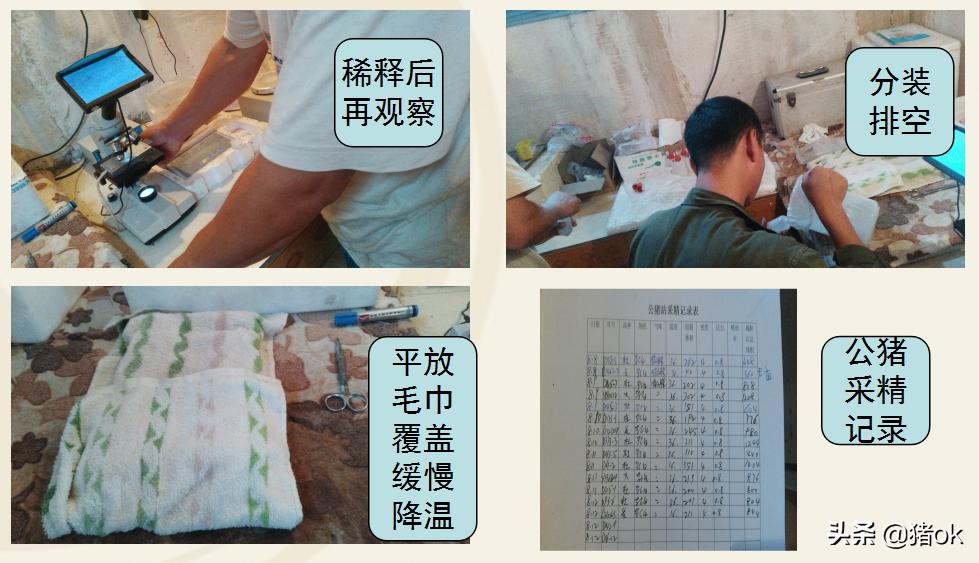 种公猪怎样养精子成活高,怎样提高种公猪的精子