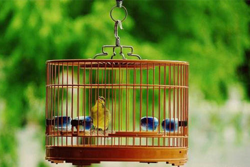家庭养鸟的风水禁忌,手养鸟平时怎么饲养