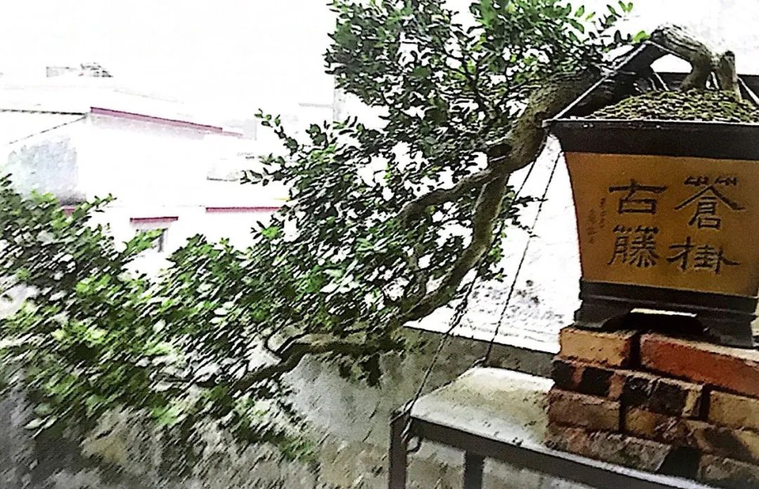 悬崖式老桩盆景,悬崖式盆景造型详解