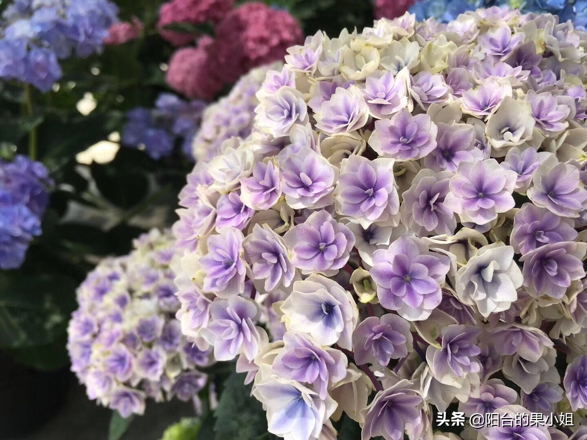 一年四季开花的绣球名字,6个颜色的绣球一起种