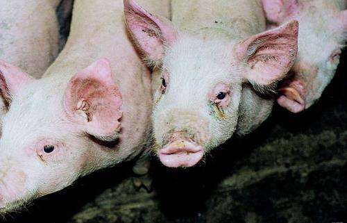 低烧鼻塞打喷嚏吃什么药,猪低烧和高烧的治疗方法一样吗