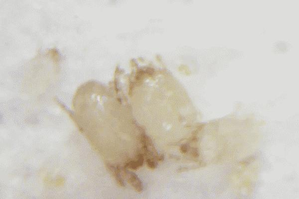 能让衣服持久留香的留香珠,纳米衣物留香珠