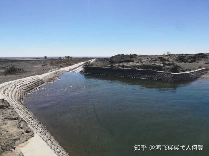 哈密戈壁之花图片,戈壁之花