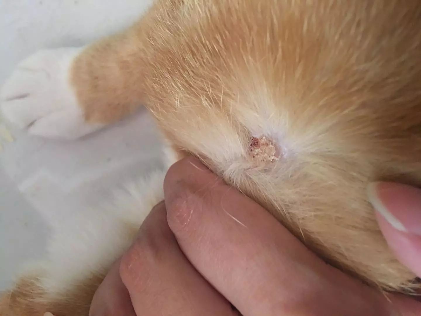 辟谣，猫咪蹭人并非仅为撒娇，另有四点身体不适情况需铲屎官深思