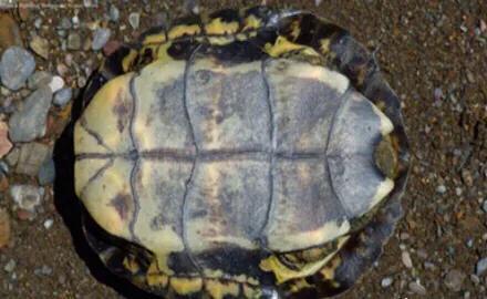 黄喉石龟图片大全,欧洲黄喉