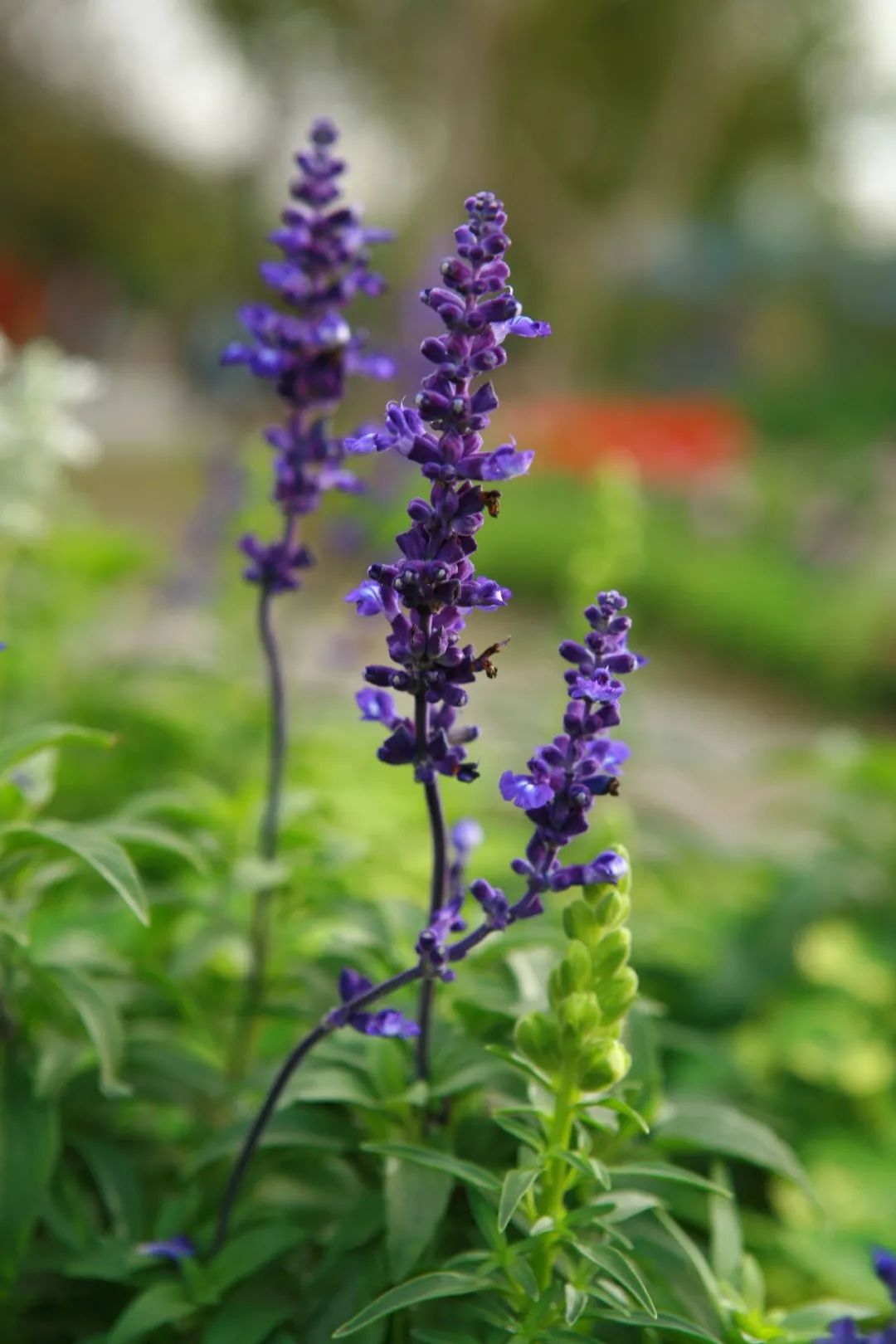 幻梦般的紫色花海，准备一把鼠尾草的种子，4个步骤即可实现