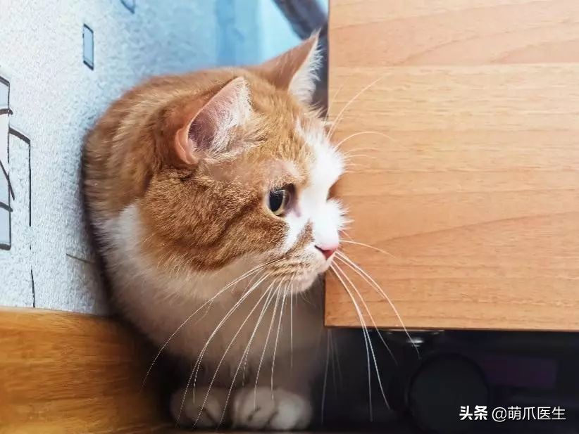 猫咪下巴长了黑头？千万别去抠，那是猫咪患上了毛囊炎的症状