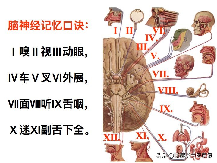 中枢神经系统断层解剖讲解,中枢神经3d解剖动画