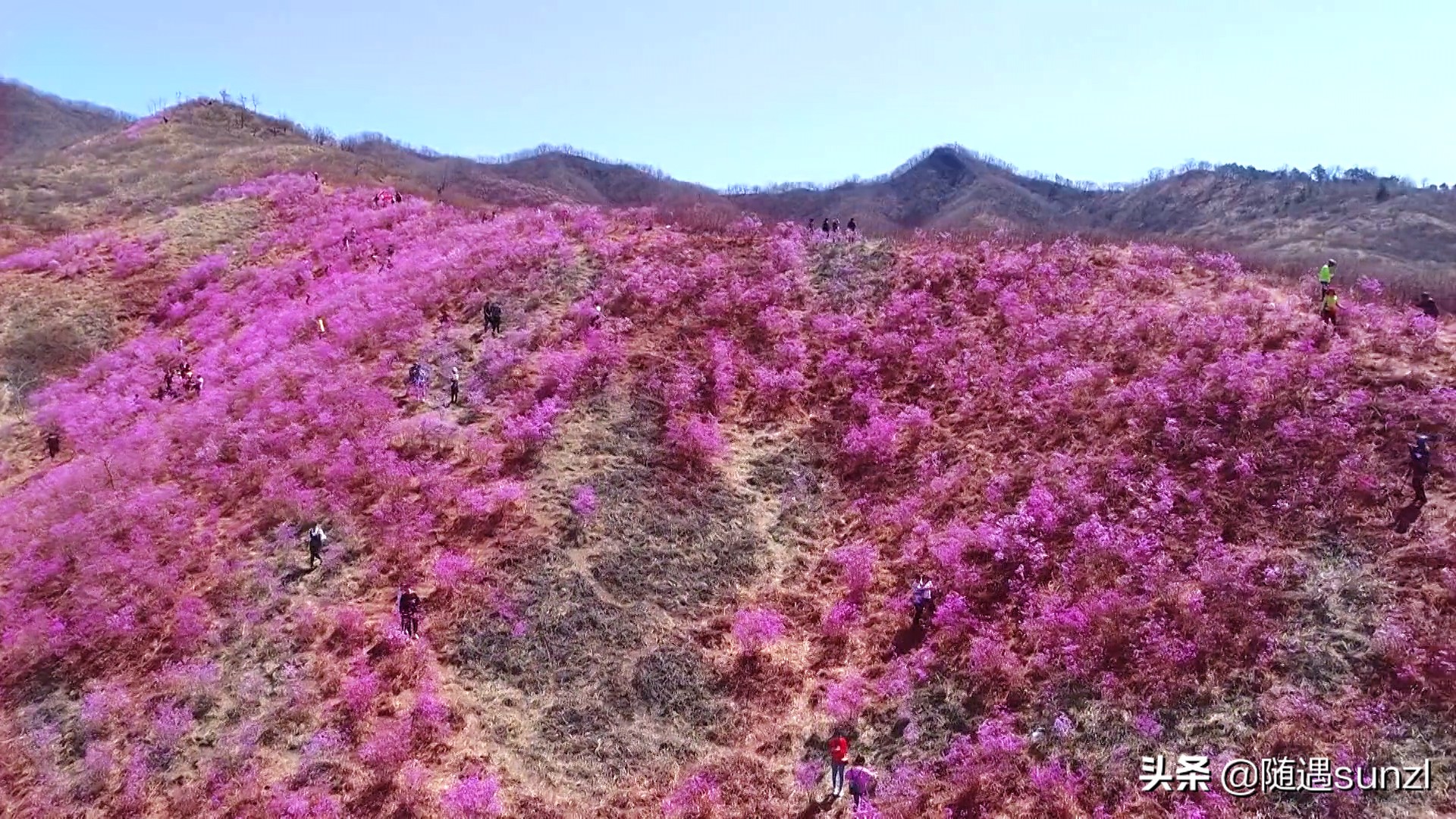 岫岩黄岭子映山红景区简介,岫岩开映山红在哪个地方
