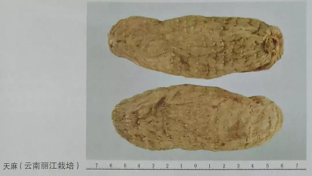 天麻的鉴别特征和功效,天麻的道地药材