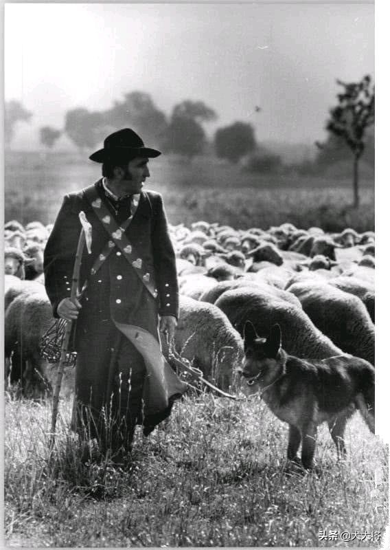 德牧vs东欧牧羊犬,平背德牧与东欧牧羊犬