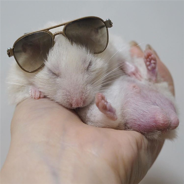 仓鼠会睡眠不足吗,仓鼠不停打哈