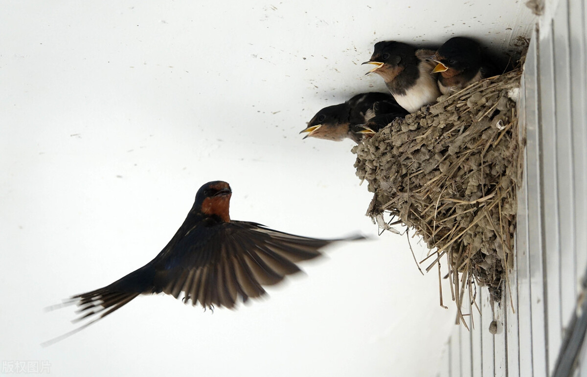 鸣禽声音,鸣禽叫声