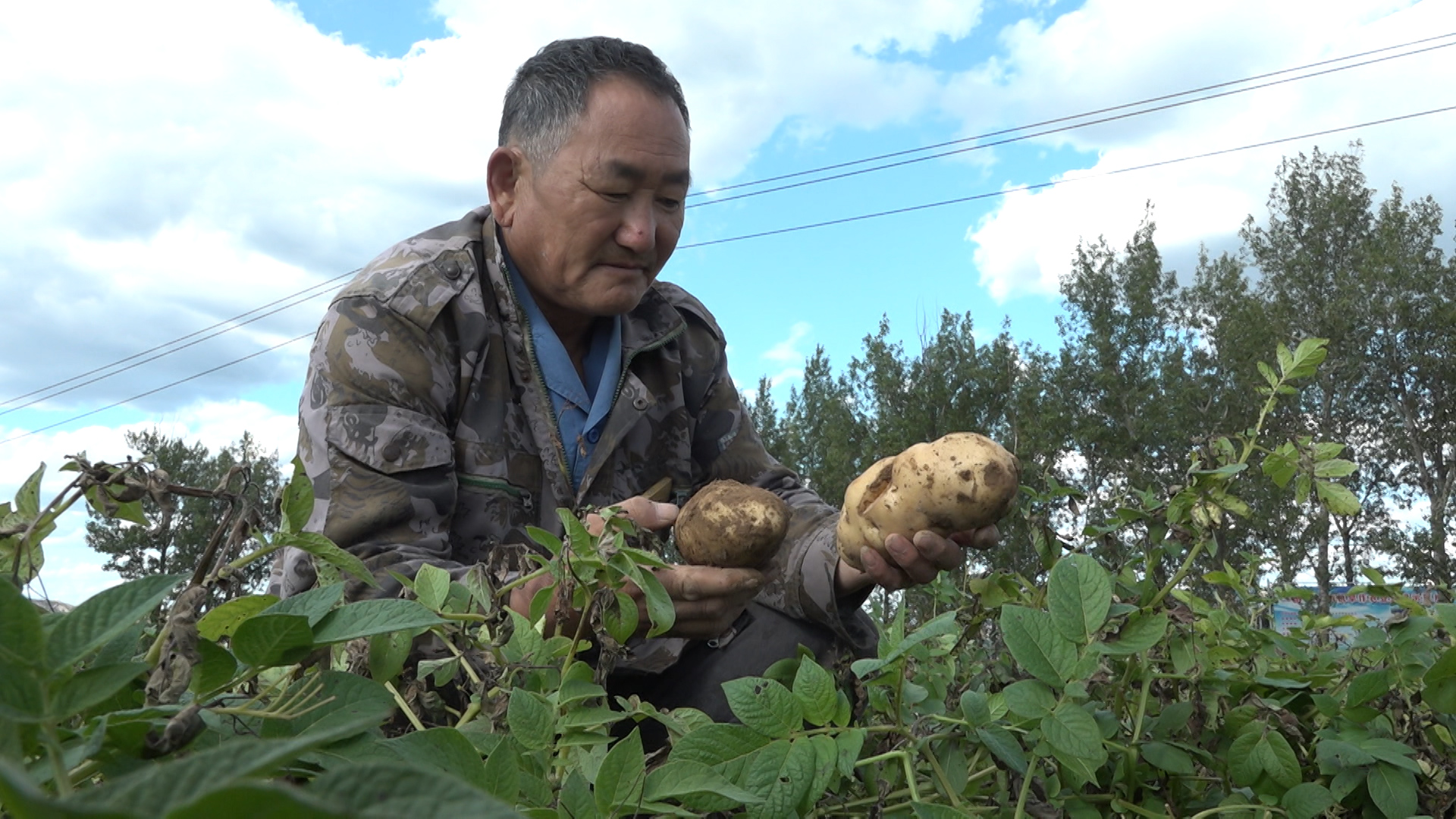 娄烦特产山药疙瘩,太原娄烦种植