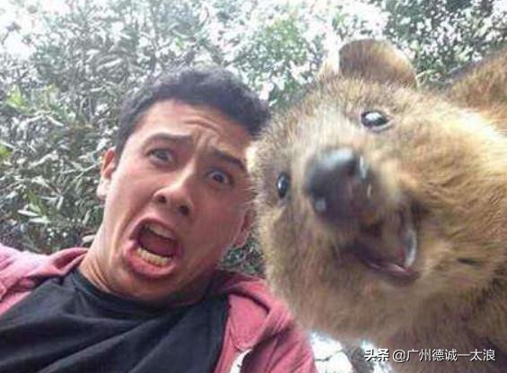 世界上十大很少见到的动物,世界上最受欢迎的动物排行榜