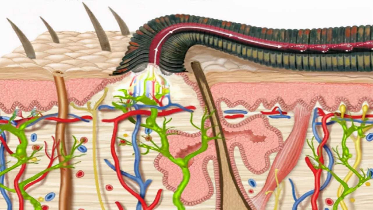 水蛭被人吃进肚子里它能活多久,水蛭被吃到肚子里能活吗