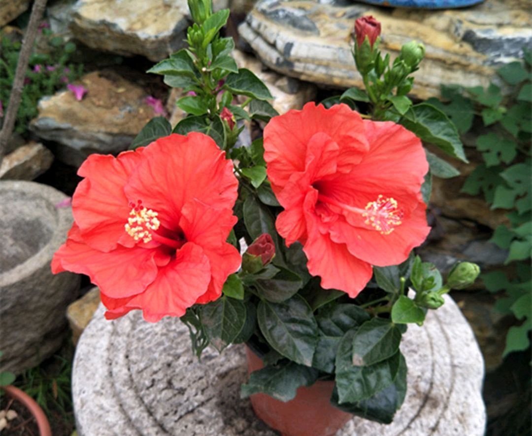 好看又好养的盆花,人养花也养人