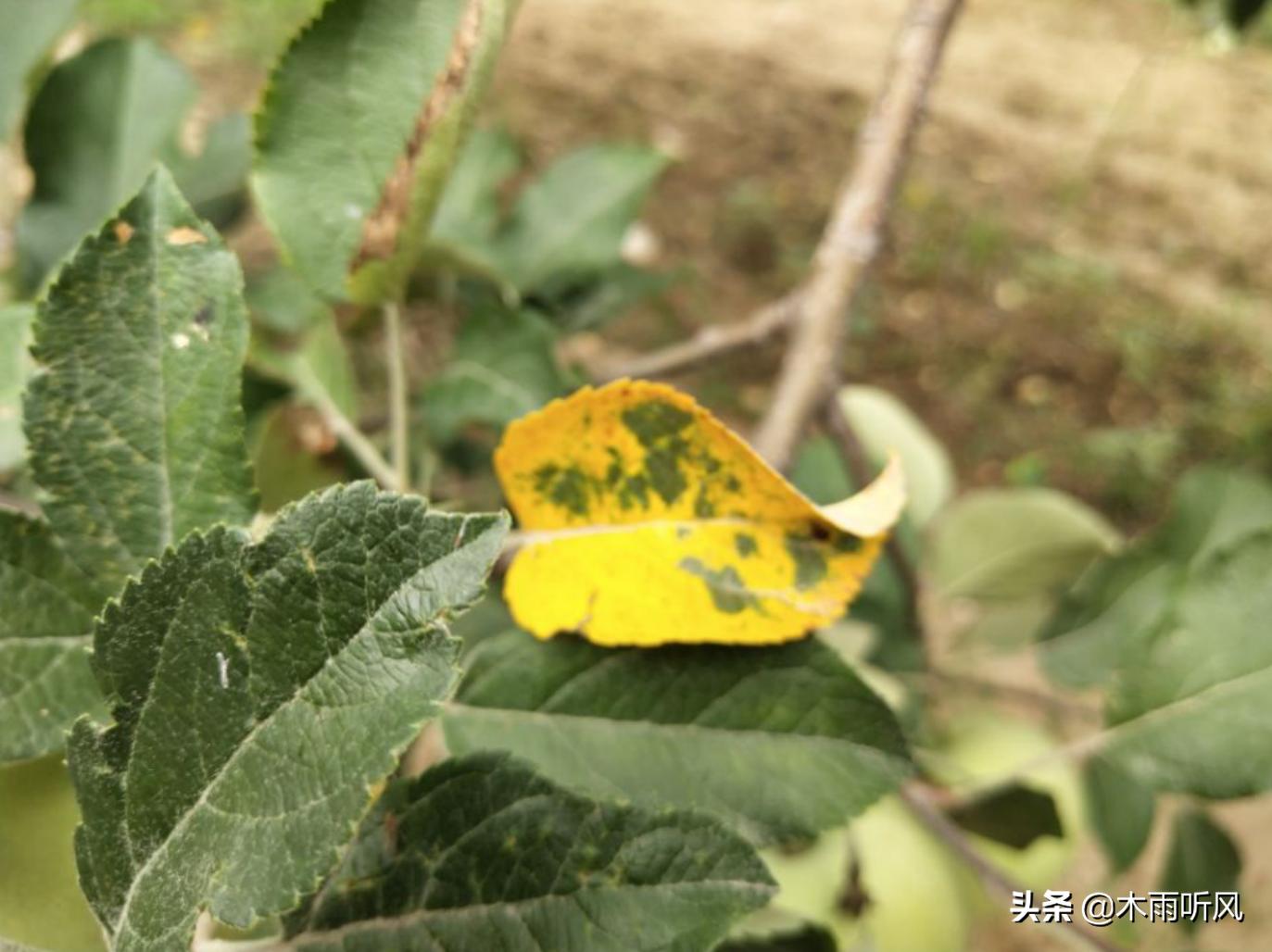 苹果树叶片边缘发黄怎么办,苹果树叶子发黄如何处理