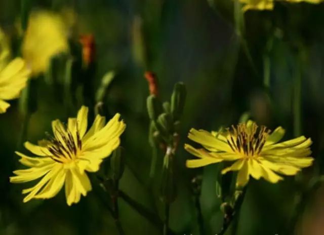 农村常见野花野草,这些野菜农村随处见