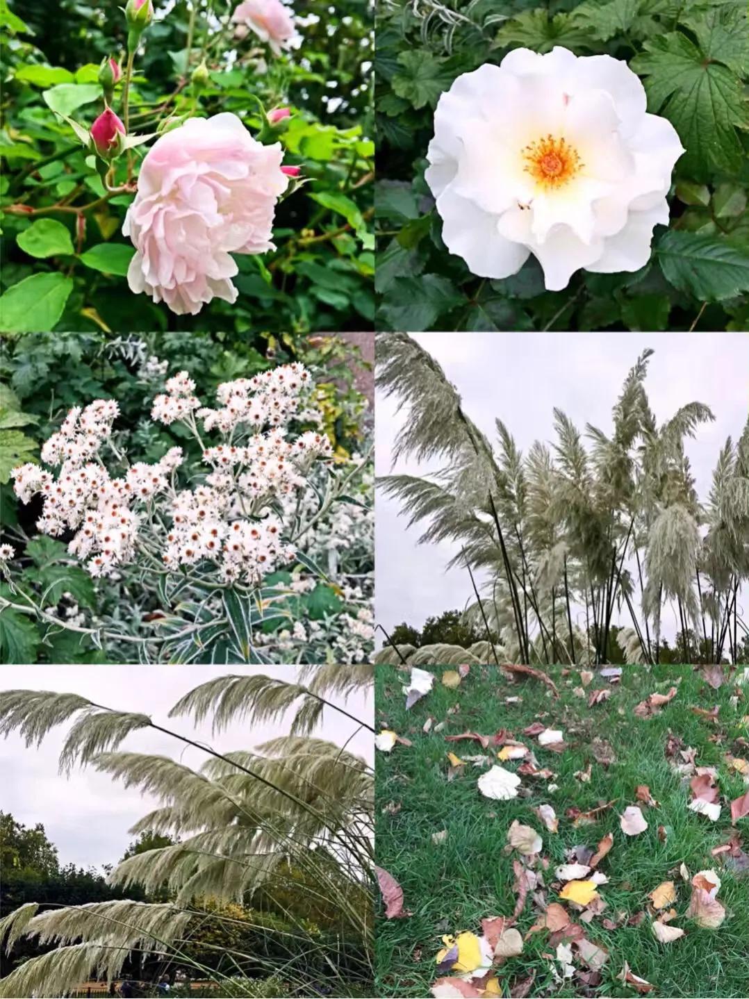 海德公园physicalenergy,海德公园hydepark英文介绍