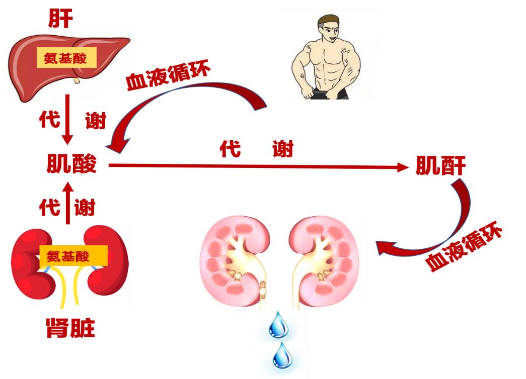 掌健识健康百科,肾脏肌酐指数