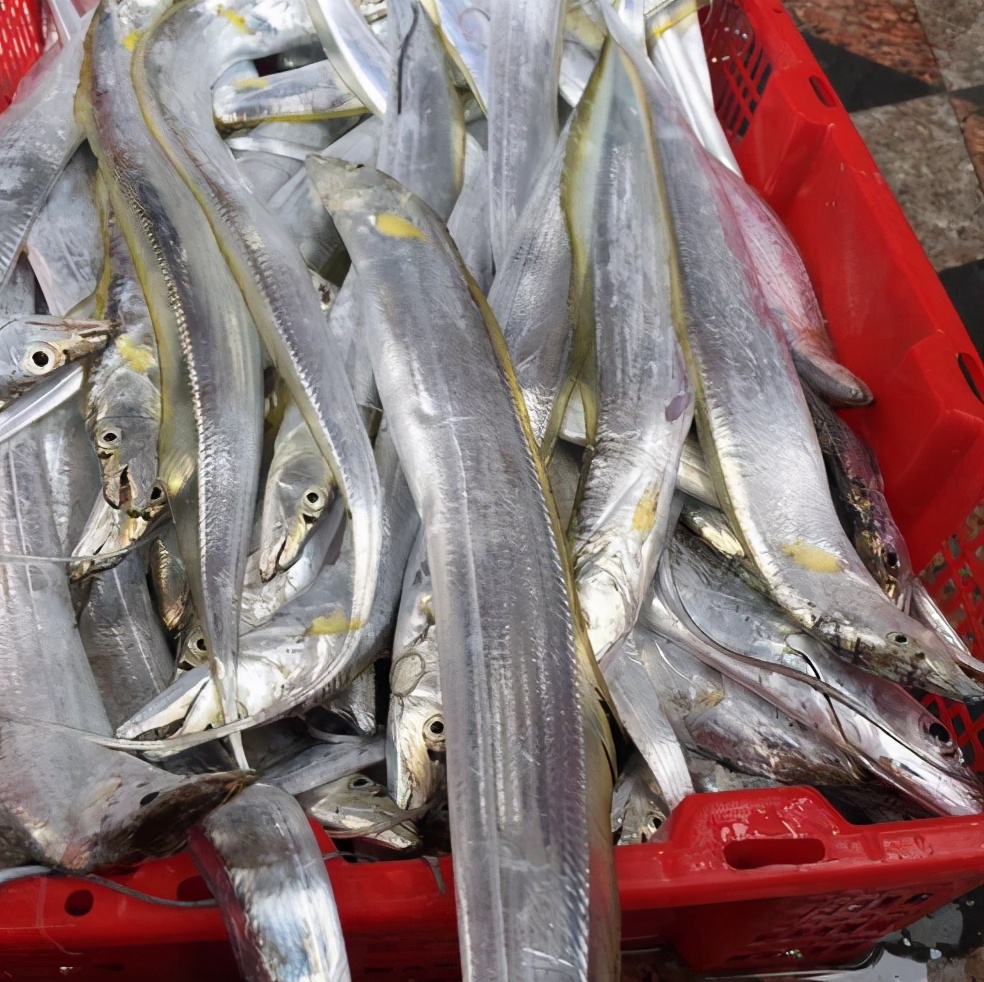 买带鱼的正确方法和注意事项,挑选带鱼的正确方法