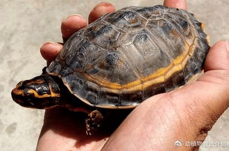 匠志萌宠乐园教学,匠志萌宠