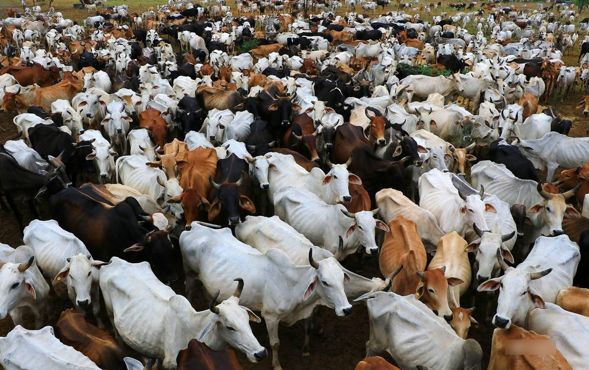 印度的牛现在泛滥成灾,印度牛泛滥成灾已达到3亿头