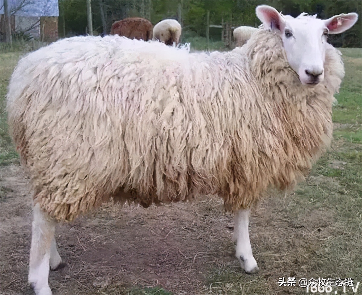 世界上最好的羊是哪个羊,世界最好的羊排名前十