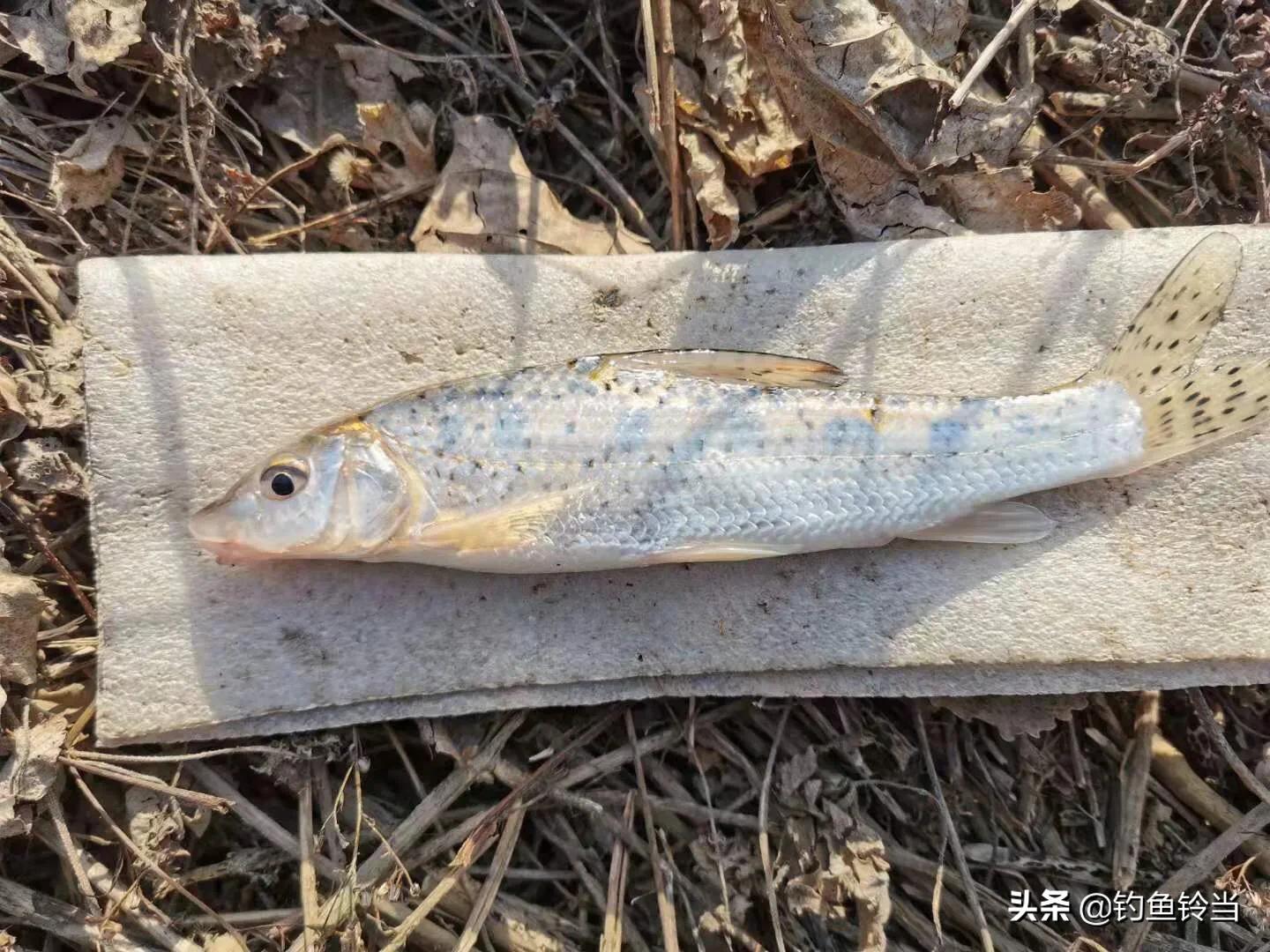 花骨鱼和重唇鱼的习性有何区别,经常遭人误解是什么果报