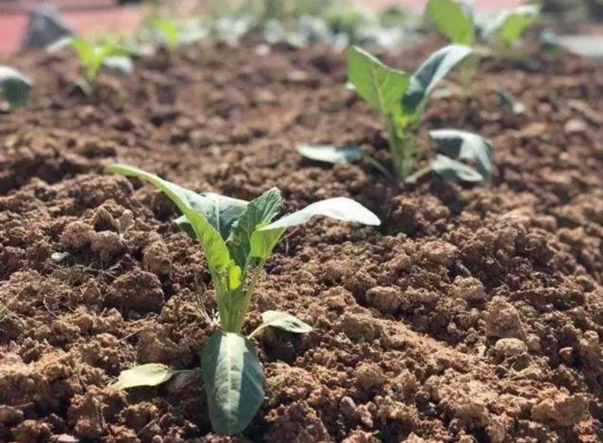 花菜不结球,花菜结球了还要施肥吗