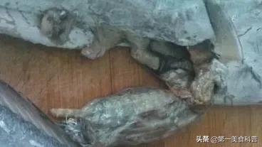 买带鱼记得要分清黑眼睛和黄眼睛,买带鱼黄眼睛和黑眼睛哪种好