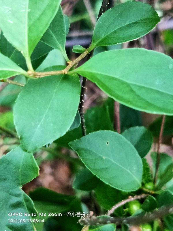像蟒蛇一样的树,在丛林里看到了一条大蟒蛇