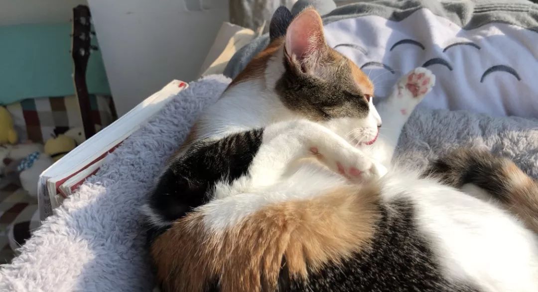 猫咪多长时间吐一次毛球是正常的,猫咪吃了化毛球片还是吐毛球