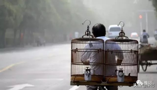 皇城根脚下，那是开封大爷遛鸟的天地