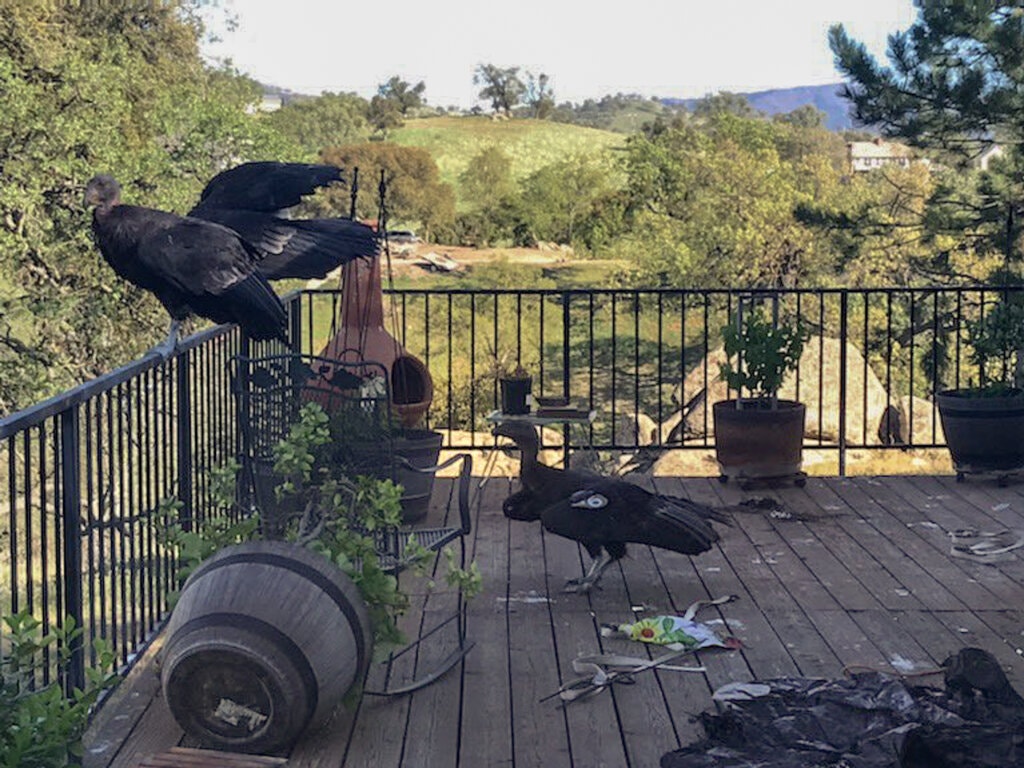 加州妇女发现一群神鹫闯进家门，一只就值10万美元，究竟咋回事？