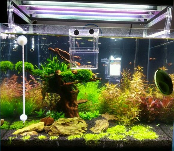 快速解决鱼缸绿水的方法,鱼缸绿水快速解决方法