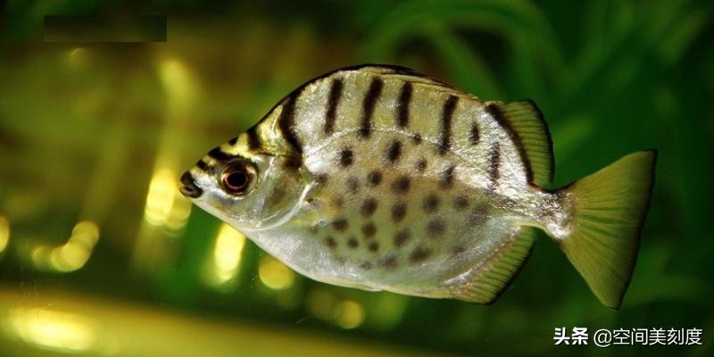 水中精灵大型鱼,水中精灵无与伦比的美