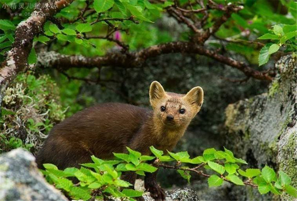 紫貂和紫貂宝宝,罕见紫貂现身长白山