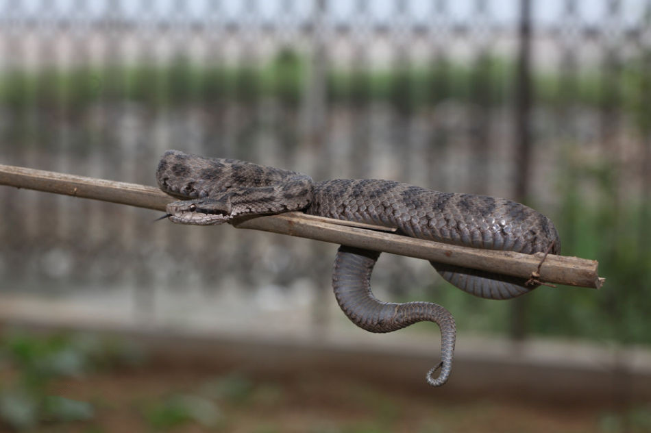有毒蛇的地方长什么草,有毒蛇和无毒蛇咬的伤口区别