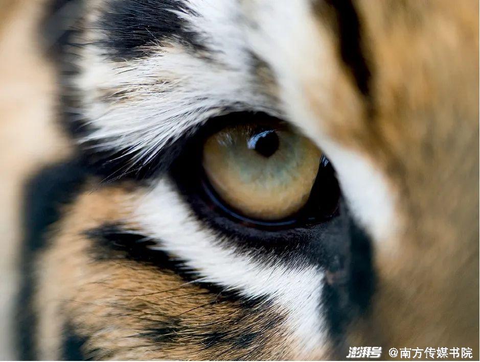 马戏团猛虎表演,猛虎表演