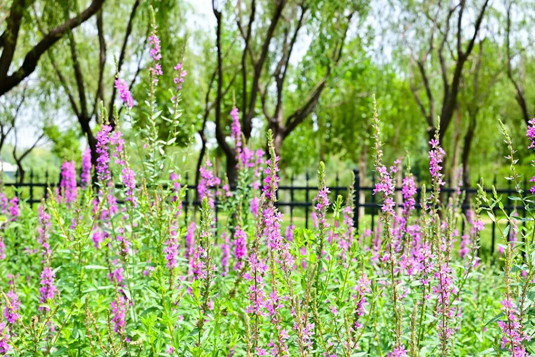 海淀区即将开放的公园,海淀新建的公园