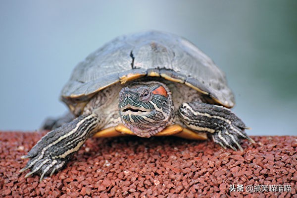 适合当宠物养的小动物,宠物可以给孩子带来什么好处