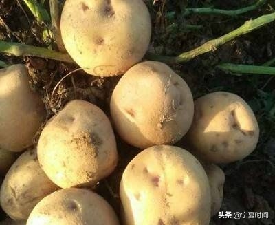 宁夏性价比高的特产现货供应,宁夏的特产有几种分别是哪些