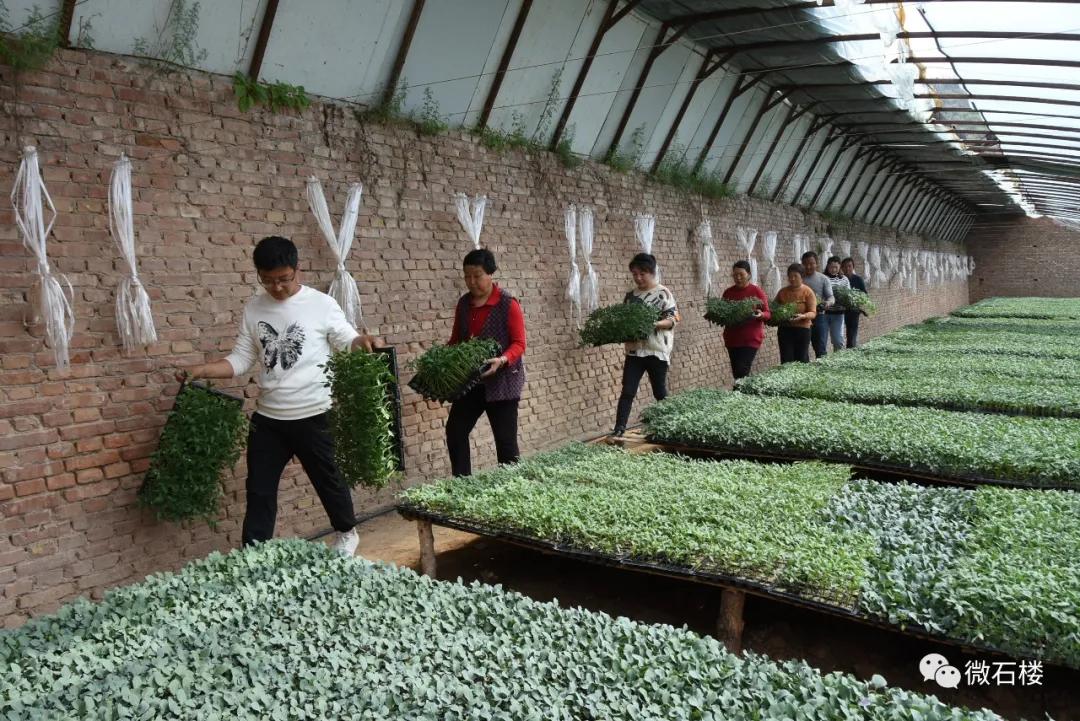 石楼丁喜辉:90后“草根”的创业致富路