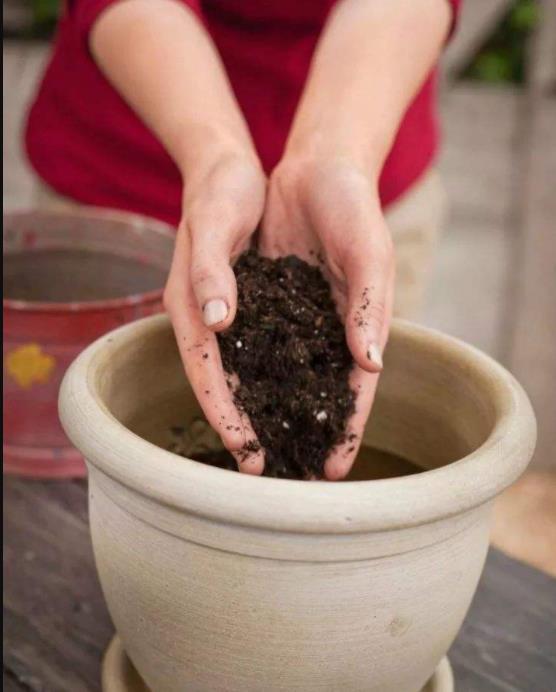 养花技巧大全盆栽,养花浇水方法图解大全