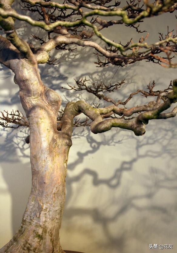 盆景树桩造型特点,盆景老树桩如何处理